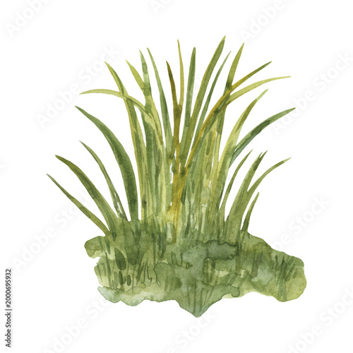 Watercolor Green Grass Bush Field Plants Illustration