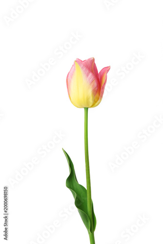 Yellow tulip with pink isolated on white background.