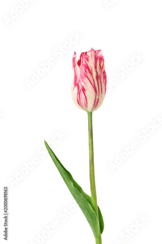 Pink tulip with white stripes isolated on white background.