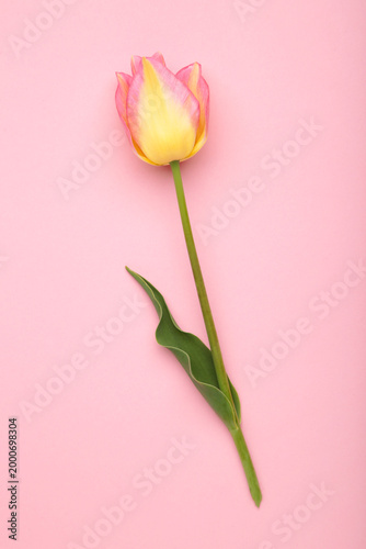 Yellow tulip with pink on pink background. Vertical photo