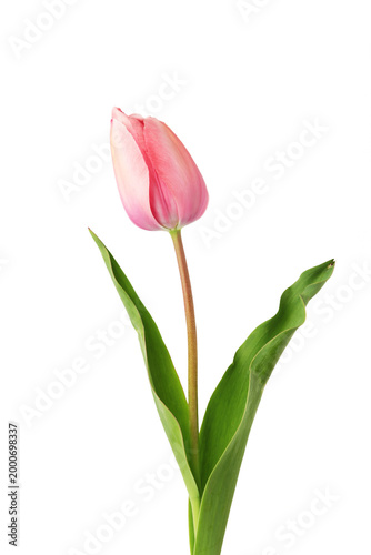 Pink tulip flower isolated over white background.