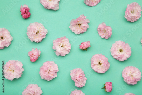 Pink almond flower blossoms in the spring on mint background.