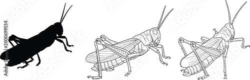 Vector Set of Three Grasshopper Illustrations in Silhouette, Line Drawing, and Detailed Style for Insect and Nature Designs