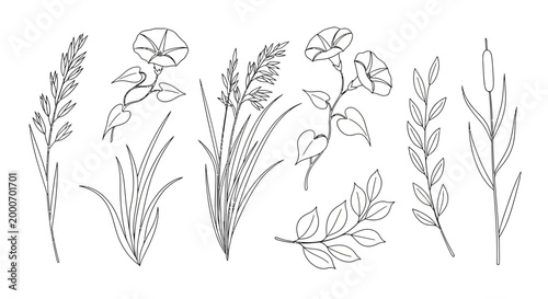 A vector line art illustration of various botanical plants and leaves in a simple style for design.