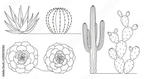 Vector line art illustration of various cactus and succulent plants in a botanical style