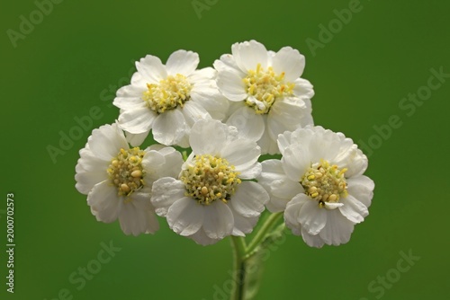 Fine leaved water dropwort (Oenanthe aquatica), flower, flowering, perennial, marsh plant, water plant, Ellerstadt, Germany