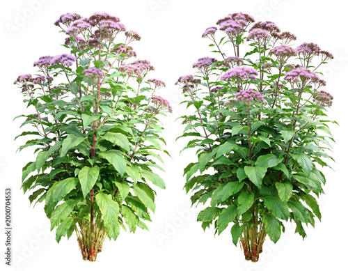 Eupatorium purpureum (commonly known as purple Joe-Pye weed or sweet-smelling Joe-Pye weed)