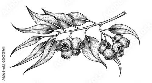 Detailed botanical black and white illustration of eucalyptus branch with leaves and gumnuts, isolated white background.
