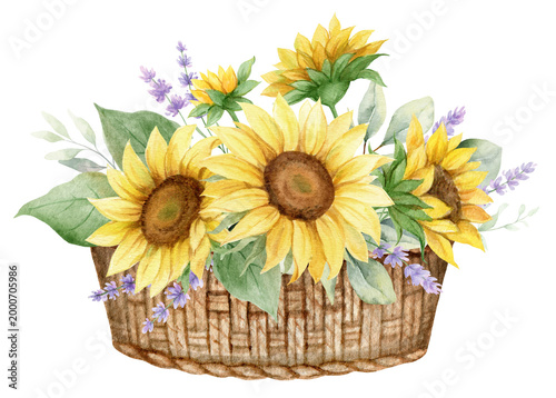 Watercolor basket with sunflower, lavender flowers and eucalyptus leaves. Gre...
