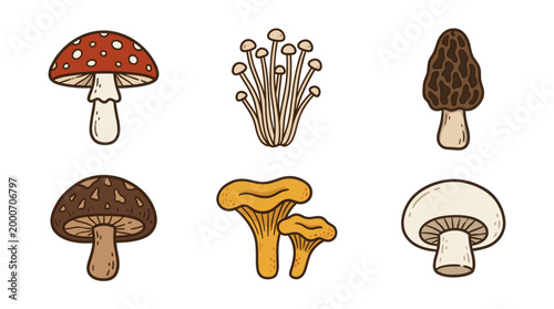 Forest Mushrooms Doodle Illustration Set with Edible Fungi Collection
