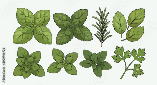 A digital illustration of various green herbs