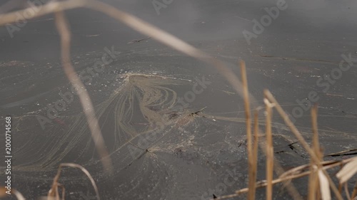 Close-up of river surface with dark green dirty patches drifting on the water. Reed stems in the foreground create depth, while murky tones highlight pollution, contamination and environmental damage.