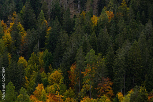 view of autumnal forest in Trentino Alto Adige with warm colors	