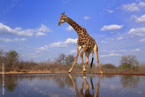 Southern giraffe (Giraffa camelopardalis giraffa), adult, at the water, Kruger National Park, Kruger National Park, Krugerpark, South Africa