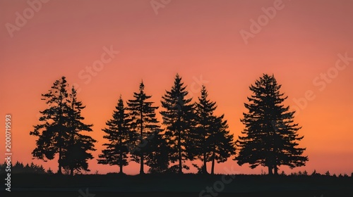 sunset in the forest