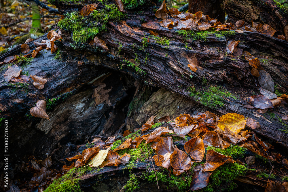 Fototapeta premium Closeup of fallen leves on ground in autumn.