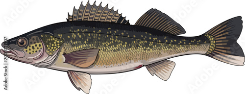 High quality illustration of a walleye fish showing detailed scales and dorsal fins against a plain white background with freshwater pickerel predator gamefish wildlife ichthyology
