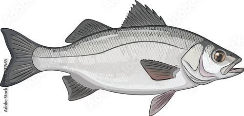 Detailed drawing of a white bass with silver scales and distinct horizontal stripes isolated on a white background freshwater temperate horizontal gamefish wildlife ichthyology isolated