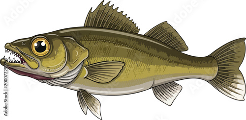 Illustration of a zander fish side view isolated on white background with freshwater predator wildlife pikeperch ichthyology creature isolated illustration realistic ecosystem specimen