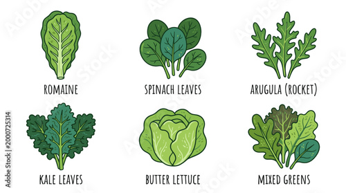 Fresh Salad Leaves Doodle Illustration Set of Green Vegetables