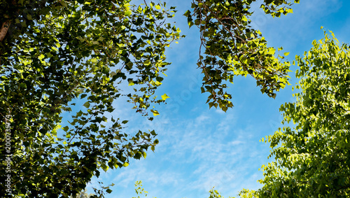 Foto Foto tomada desde el suelo mirando hacia arriba, donde las copas de varios árbol