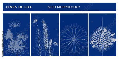 seed morphology illustrations with detailed botanical drawings on blue background high quality professional modern elegant