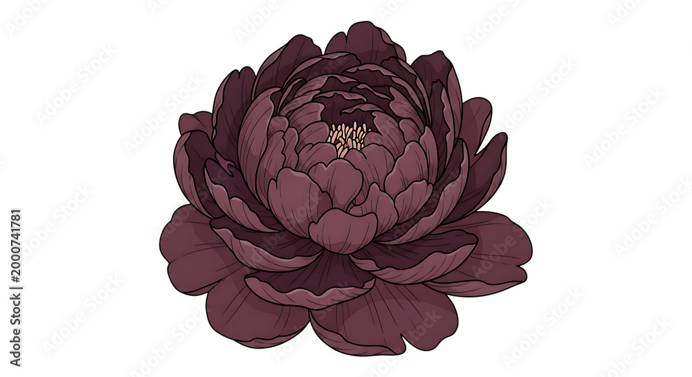 Obraz premium beautiful purple peony flower isolated on transparent background