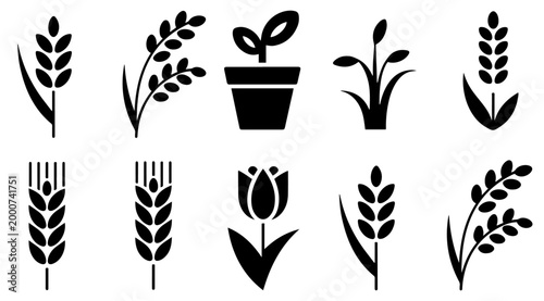 rice plant growth cycle icon set