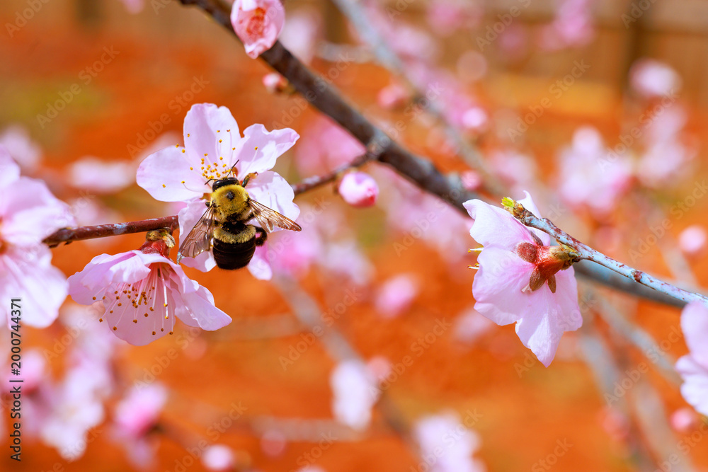 Naklejka premium Bee gathers pollen from pink peach blossom flowers on sunny spring in garden.