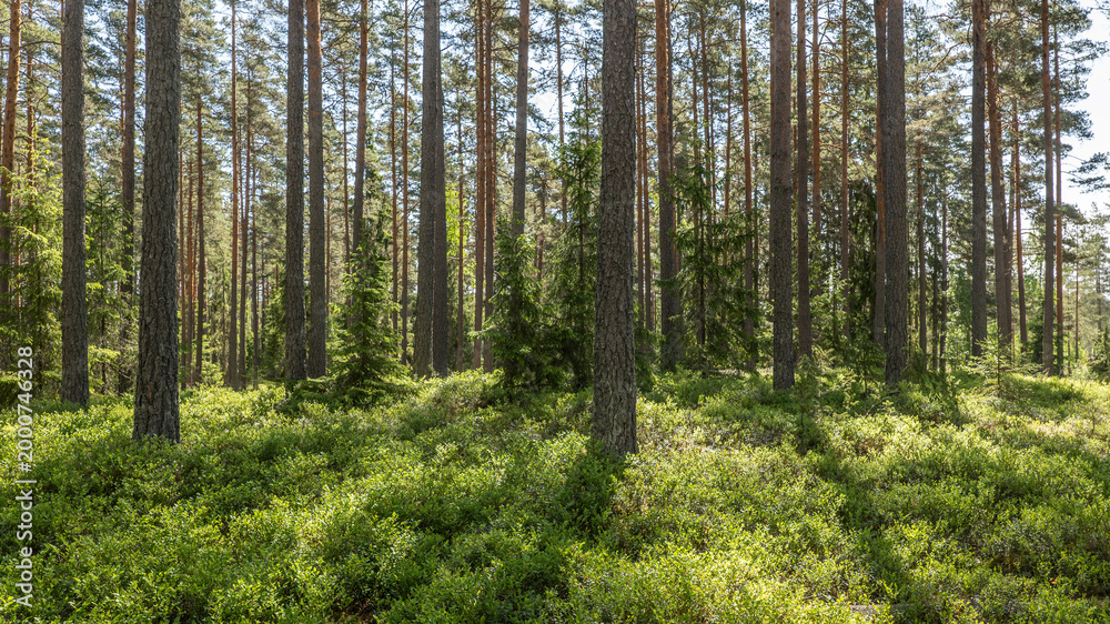 Fototapeta premium Forest landscape in spring