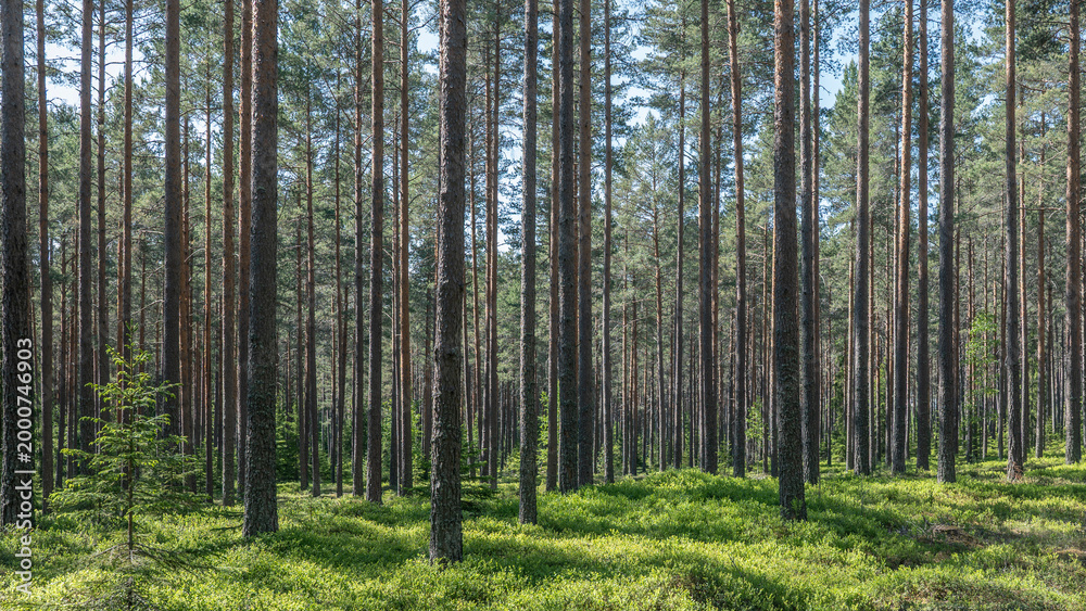 Fototapeta premium Forest landscape in spring