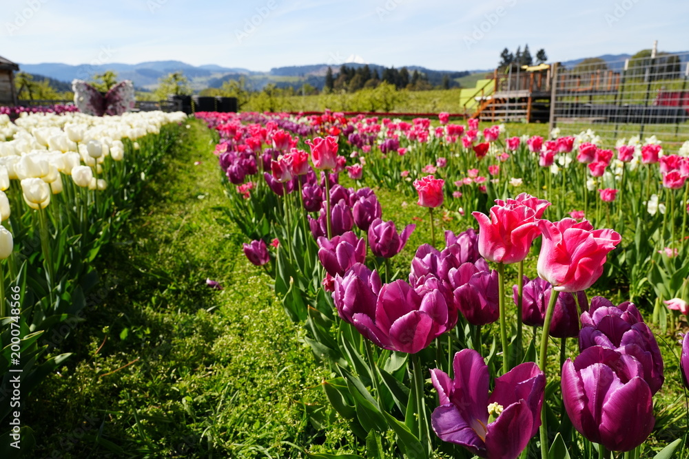 Obraz premium Vibrant Tulip Fields in Bloom at the Base of Mount Hood in Spring, Oregon - オレゴン州 フッド山の麓に広がる色鮮やかなチューリップ畑と春の絶景