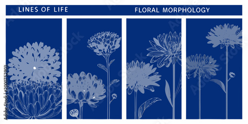 scientific posters with floral morphology and lines of life illustrations high quality professional detailed modern