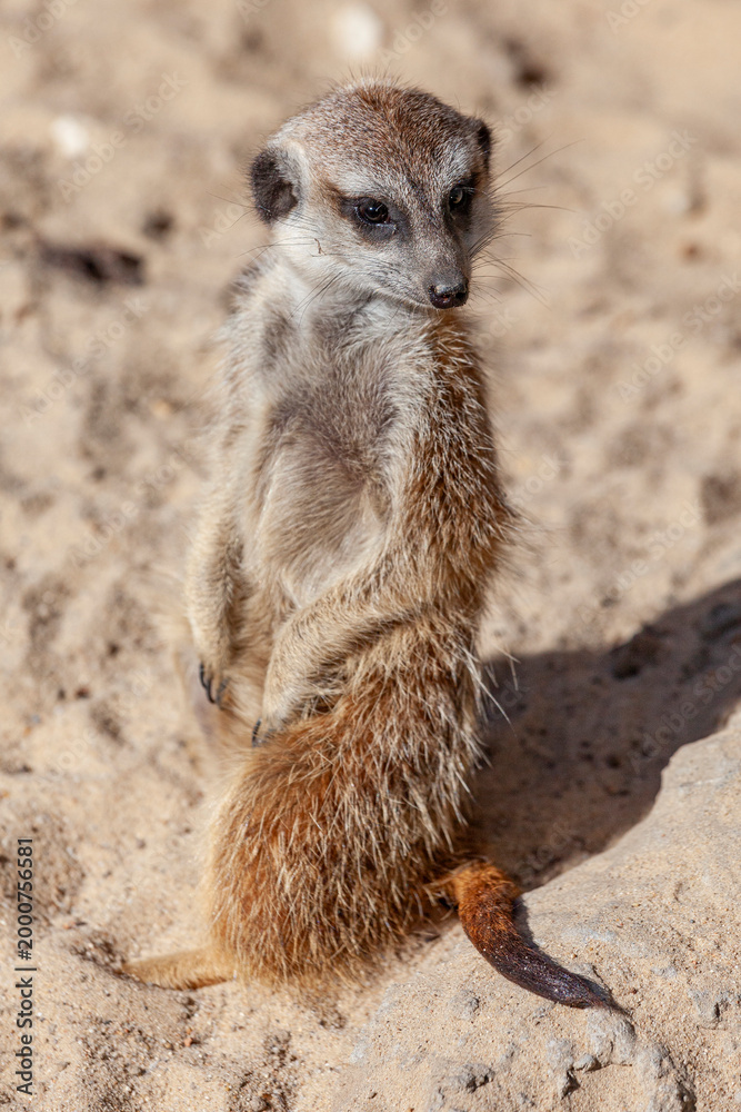 Fototapeta premium Suricata sits on sand close up