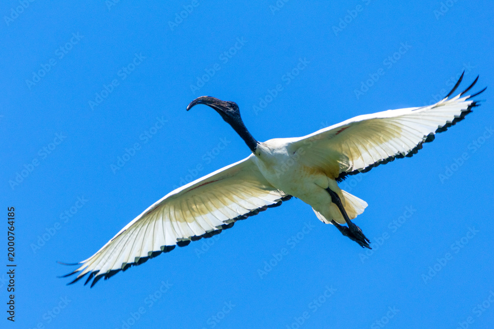 Obraz premium Sacred ibis in flight, beginning of migration in Northern Europe