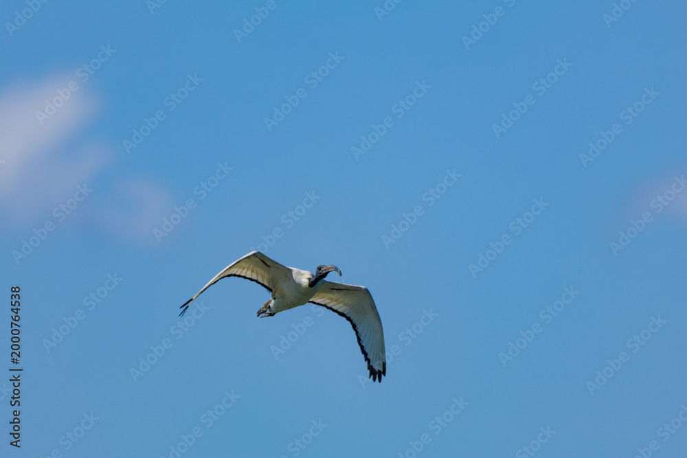 Obraz premium Sacred ibis in flight, beginning of migration in Northern Europe