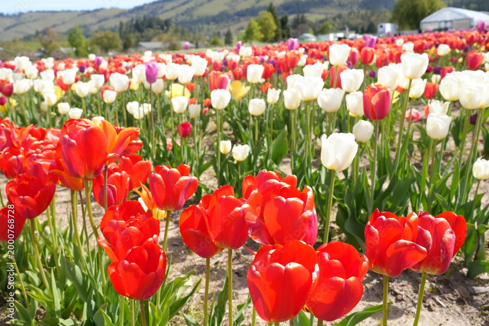Obraz premium Vibrant Tulip Fields in Bloom at the Base of Mount Hood in Spring, Oregon - オレゴン州 フッド山の麓に広がる色鮮やかなチューリップ畑と春の絶景 
