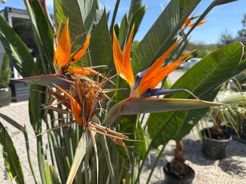 Colorful bird of paradise flower macro close up