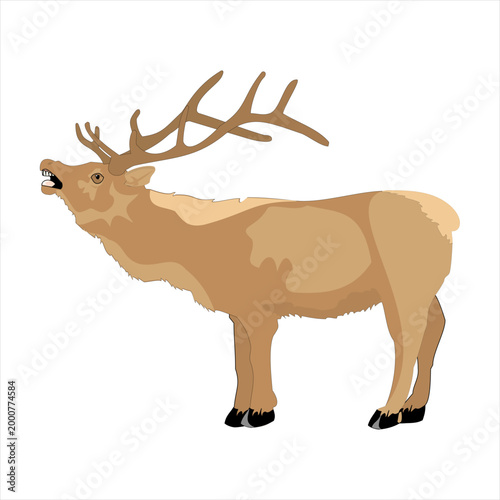 Simple vector illustration of a deer with antlers isolated on a white background in a clean and cute wildlife style.
