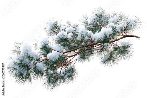 Snow Covered Pine Branch with Green Needles, isolated on a transparent background.
