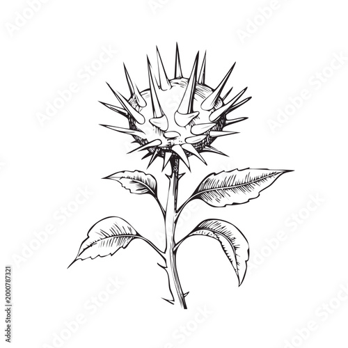 Detailed vintage botanical sketch of spiky thistle flower or datura plant showing thorny seed pod and serrated leaves hand drawn vector illustration with botanical illustration medicine dangerous