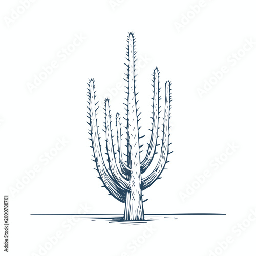 Hand-drawn saguaro cactus vector illustration in vintage etched style on isolated white background with line art prickly pear illustration succulent southwest botanical landscape isolated