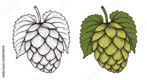 Botanical illustration of a hops cone presented in both a black and white line drawing and a colored version on white.