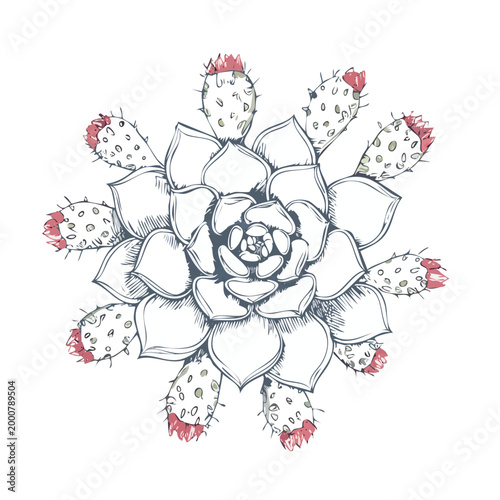 Cactus succulent illustration with red flowers succulent illustration botanical echeveria background isolated houseplant creative ornamental minimalist artistic decorative