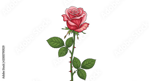 Illustration of a single beautiful pink rose blossom on a green stem with sharp thorns and leaves on white.