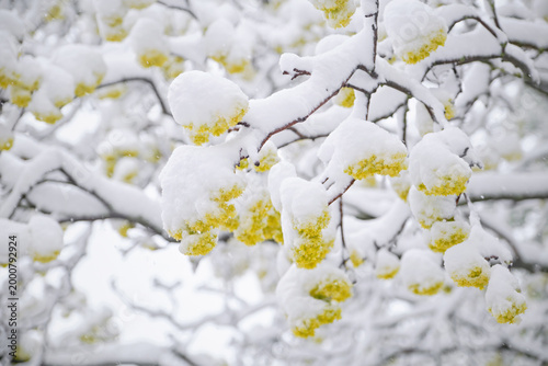 Photography Cold spring day, snow lies on a young blooming leaves