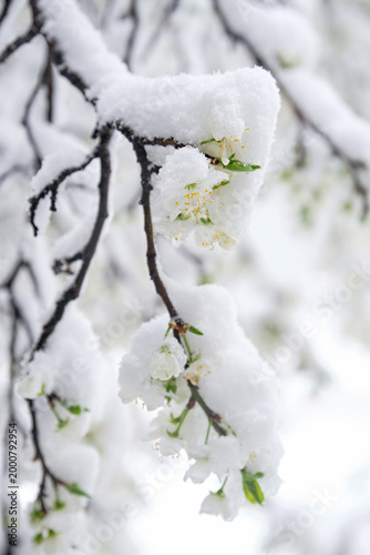 Canvas Print Cold spring day, snow lies on a young blooming flowers of apple