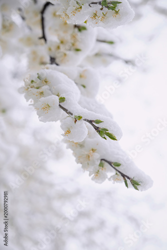 Photography Cold spring day, snow lies on a young blooming flowers of apple