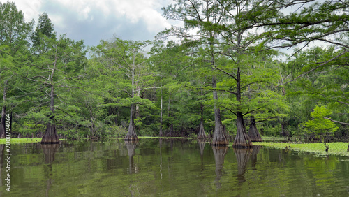 Tranquil backwaters in the bayou during springtime