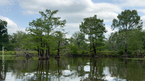 Bald cypress trees in a bayou on a cloudy spring day
